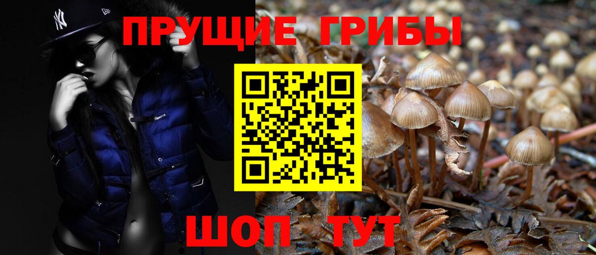 Галлюциногенные грибы Cubensis  Вход с VPN  Советск 